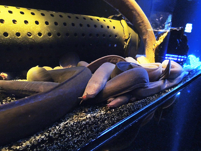 ヌタウナギ/沼津港深海水族館 シーラカンス・ミュージアム（静岡県／沼津市）