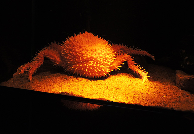 イガグリガニ/沼津港深海水族館 シーラカンス・ミュージアム（静岡県／沼津市）