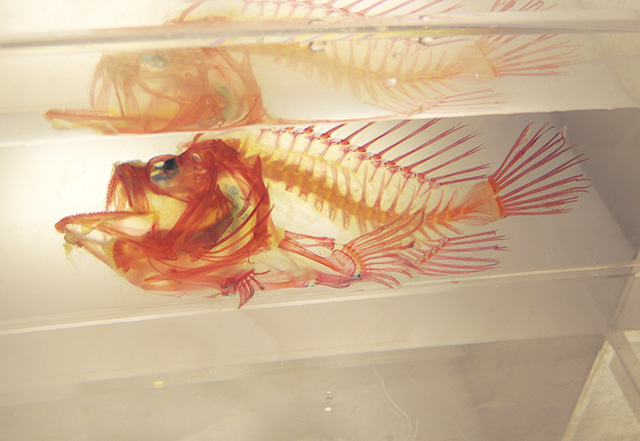 ボロカサゴの透明骨格標本/沼津港深海水族館 シーラカンス・ミュージアム（静岡県／沼津市）
