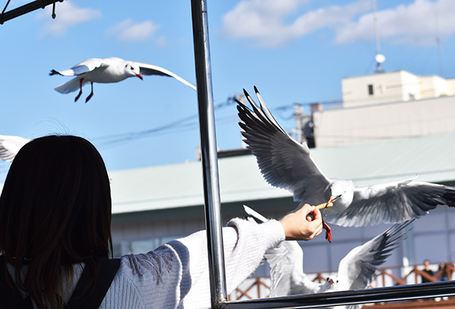 エサを食べるカモメ/沼津港遊覧船 千鳥丸(静岡県)