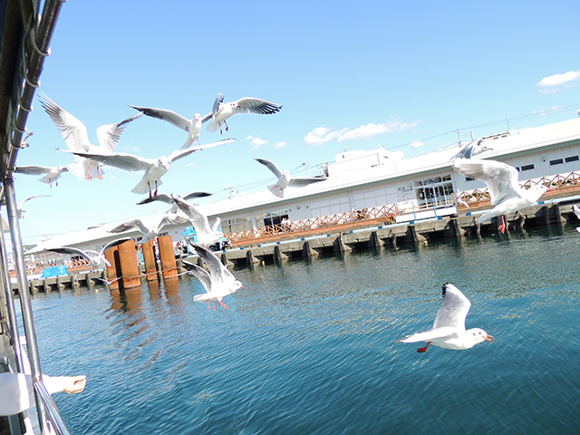 船を追うカモメたち/沼津港遊覧船 千鳥丸(静岡県/沼津市)