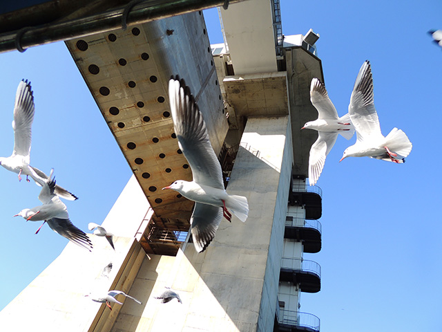 大きな水門/沼津港遊覧船 千鳥丸(静岡県)