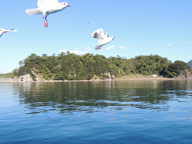 晴天で穏やかな海/沼津港遊覧船 千鳥丸(静岡県/沼津市)