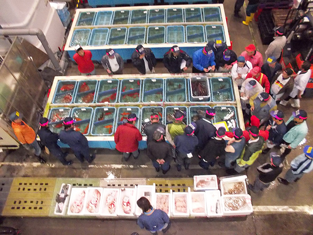 活魚売場の様子/沼津魚市場INO(静岡県/沼津市)