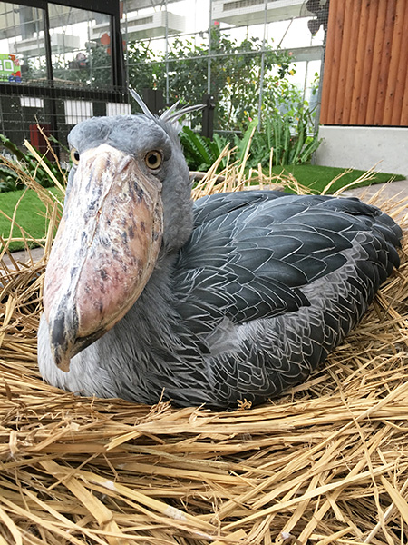 ハシビロコウの「ふたば」/掛川花鳥園（静岡県／掛川市）