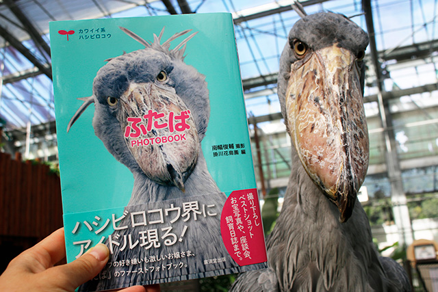 ハシビロコウの「ふたば」/掛川花鳥園（静岡県／掛川市）