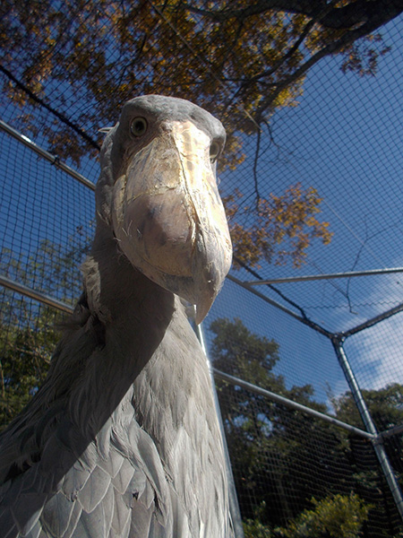 ハシビロコウの「フドウ」/松江フォーゲルパーク（島根県）