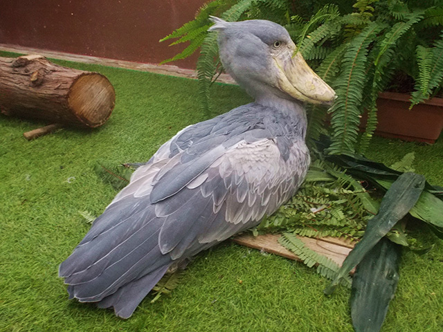ハシビロコウの「フドウ」/松江フォーゲルパーク（島根県）