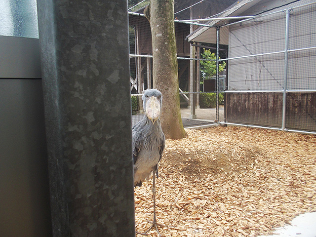 ハシビロコウの「フドウ」/松江フォーゲルパーク（島根県）