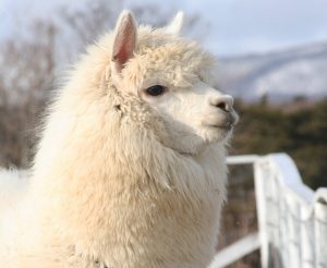 アルパカ解説！性格や毛刈りの時期は?関東のふれあい牧場・動物園は那須と千葉に集中