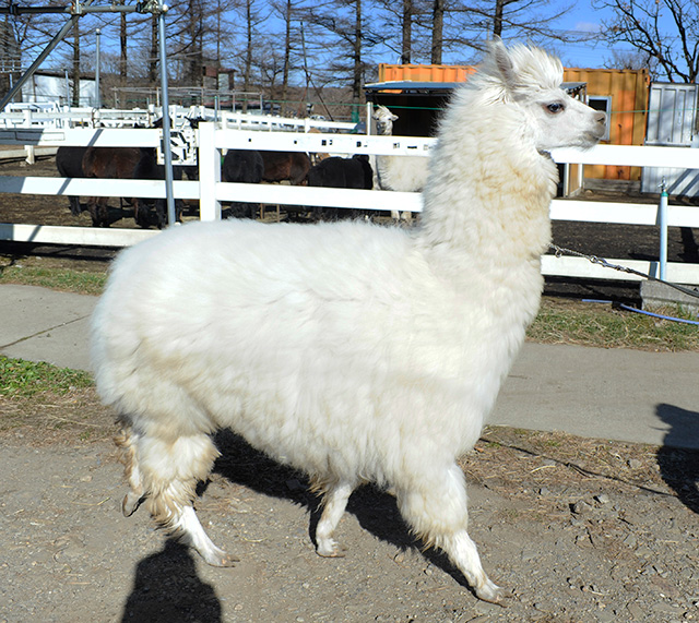 アルパカの全身/那須アルパカ牧場(栃木県)