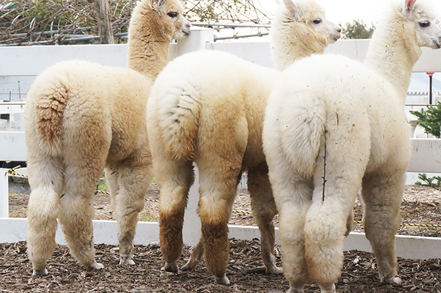 アルパカのお尻/那須アルパカ牧場(栃木県)
