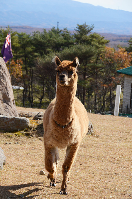 茶色のアルパカ/那須アルパカ牧場(栃木県)