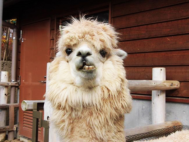 お怒りのアルパカ/東武動物公園(埼玉県)