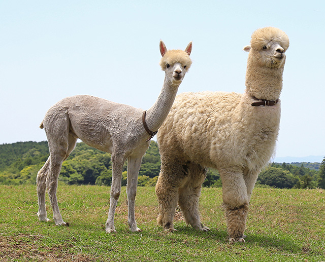 毛刈りされたアルパカ/マザー牧場(千葉県)