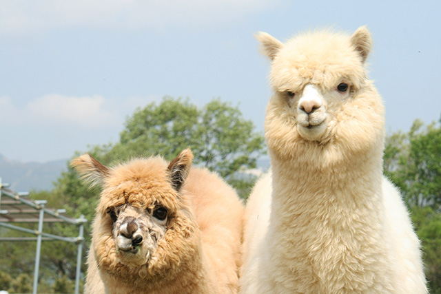 ふわもこアルパカ/那須どうぶつ王国(栃木県)