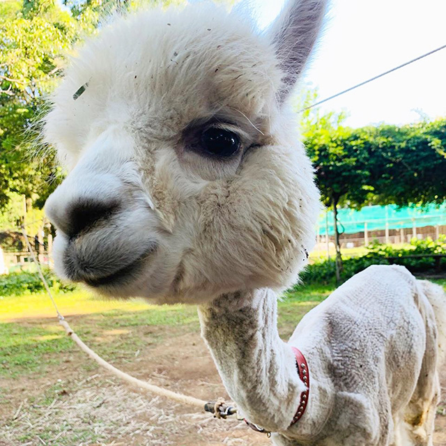 毛刈り後のアルパカ/ダチョウ王国 石岡ファーム(茨城県)