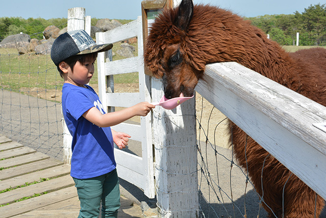 アルパカにおやつをあげる子ども/那須どうぶつ王国(栃木県)