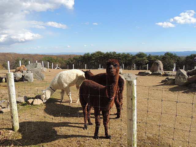 牧場の先にある大自然/那須どうぶつ王国(栃木県)