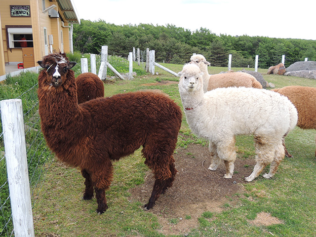 アルパカの丘ふれあいタイム/那須どうぶつ王国(栃木県)
