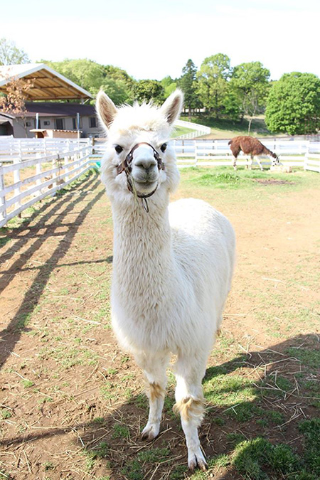 ご機嫌のアルパカ/こもれび 森のイバライド(茨城県/稲敷市)