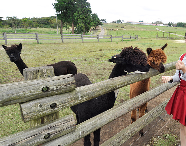 アルパカにエサやり体験/マザー牧場(千葉県/富津市)