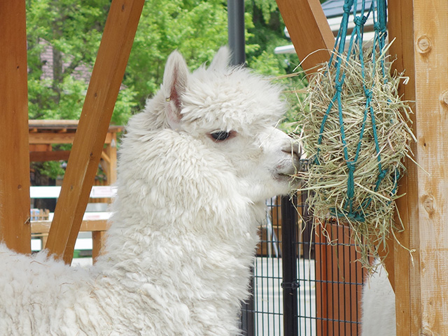 草を食べるアルパカ/東武動物公園(埼玉県/宮代町)
