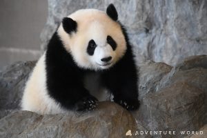 関西で家族におすすめの個性派動物園5選