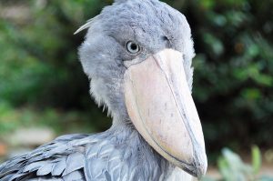 ハシビロコウの「サーナ」/東京都恩賜上野動物園（台東区）