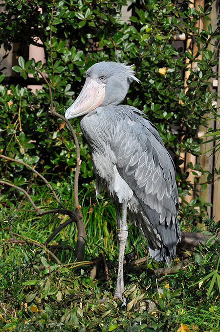 ハシビロコウの「アサンテ」/東京都恩賜上野動物園（台東区）