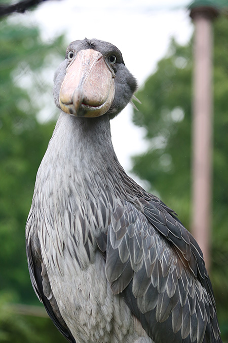ハシビロコウの「サーナ」/東京都恩賜上野動物園（台東区）