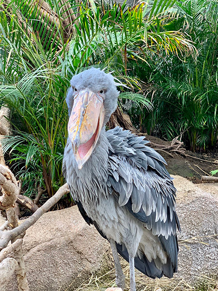 ハシビロコウの「カシシ」/神戸どうぶつ王国（兵庫県）