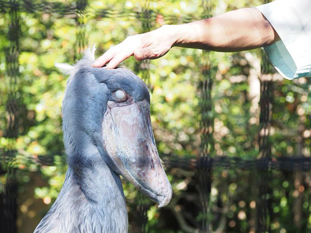 ハシビロコウの「しずか」/千葉市動物公園（千葉県）