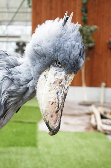ハシビロコウの「ふたば」/掛川花鳥園（静岡県／掛川市）