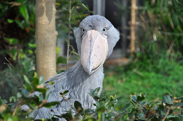 ハシビロコウの「サーナ」/東京都恩賜上野動物園（台東区）