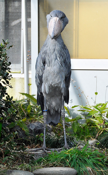 ハシビロコウの「サーナ」/東京都恩賜上野動物園（台東区）