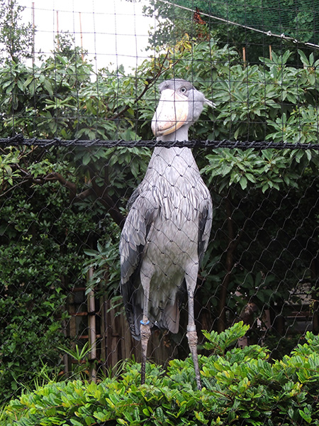 ハシビロコウの「サーナ」/東京都恩賜上野動物園（台東区）