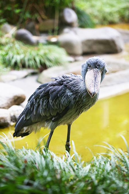 ハシビロコウの「アサンテ」/東京都恩賜上野動物園（台東区）
