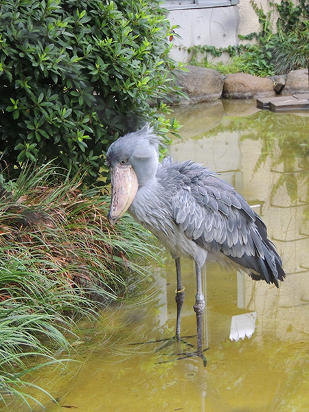ハシビロコウの「アサンテ」/東京都恩賜上野動物園（台東区）