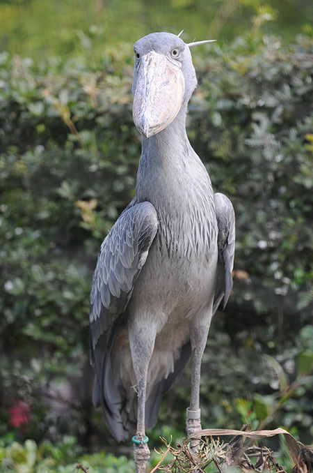 ハシビロコウの「ミリー」/東京都恩賜上野動物園（台東区）