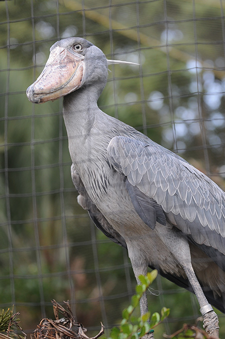 ハシビロコウの「ミリー」/東京都恩賜上野動物園（台東区）