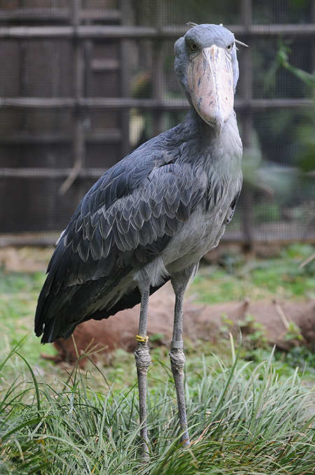 ハシビロコウの「ハトゥーウェ」/東京都恩賜上野動物園（台東区）