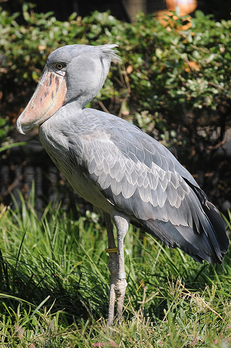 ハシビロコウの「ハトゥーウェ」/東京都恩賜上野動物園（台東区）