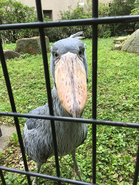 ハシビロコウの「しずか」/千葉市動物公園（千葉県）