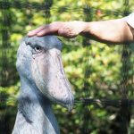 ハシビロコウに会える動物園は6つ！全国14羽の名前や性格は？なぜ動かない？