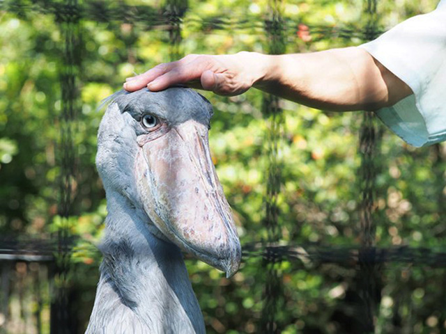 ハシビロコウの「しずか」/千葉市動物公園（千葉県）