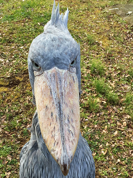 ハシビロコウの「じっと」/千葉市動物公園（千葉県）