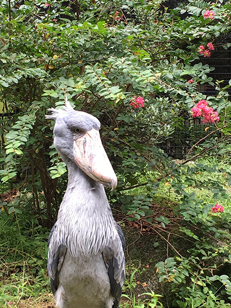 ハシビロコウの「じっと」/千葉市動物公園（千葉県）