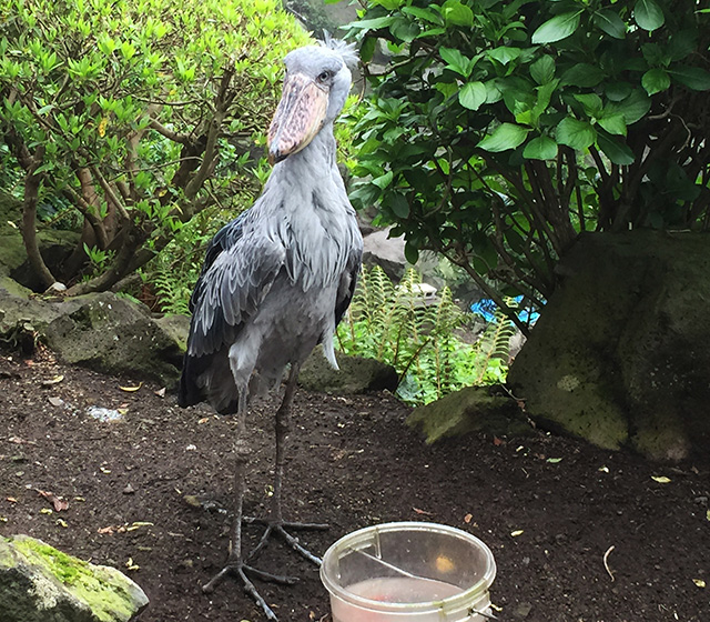 ハシビロコウの「ビル」/伊豆シャボテン動物公園（静岡県／伊東市）