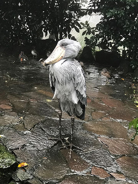 ハシビロコウの「ビル」/伊豆シャボテン動物公園（静岡県／伊東市）